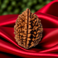 1 Mukhi Lab Certified Rudraksha
