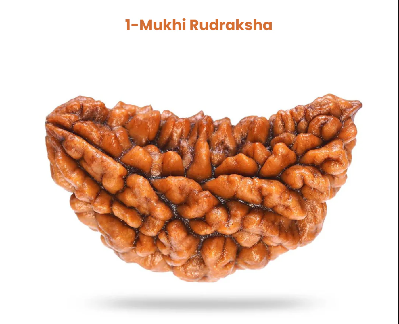 1 Mukhi Lab Certified Rudraksha